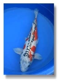 Inland Koi .